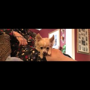 Meet your Posher, Annette